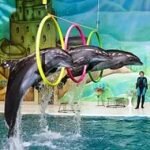 Игра Мy show dolphin