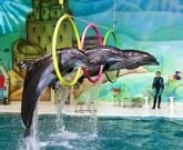 Игра Мy show dolphin